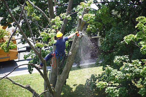 Professional Tree Services in Rising Sun, IN